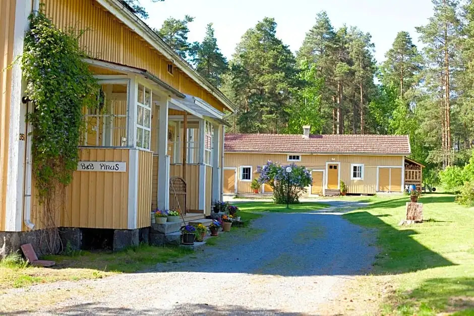 B&B Pinus