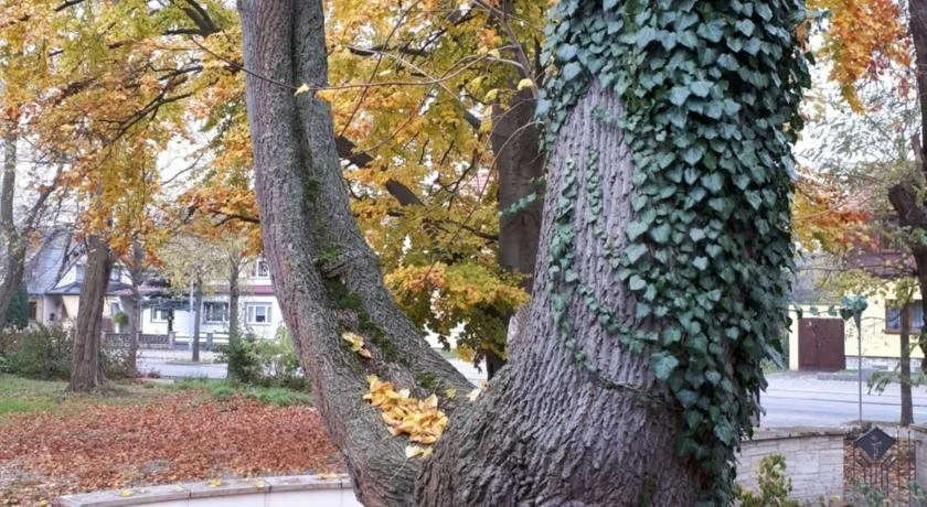 Cafe Hehrlich - Cafe, Pension & mehr