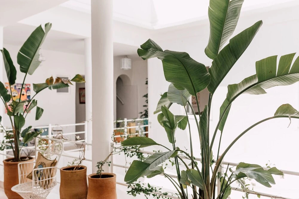 Zwin Zwin Boutique Hôtel & SPA