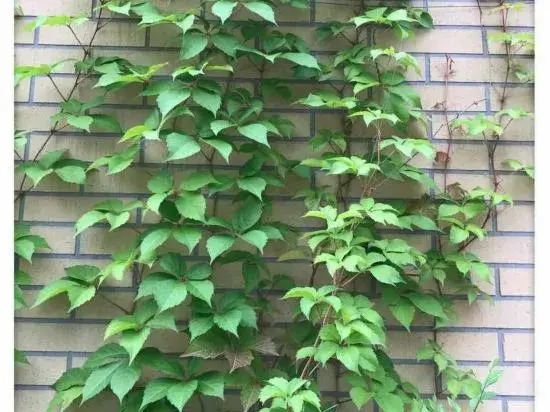Youyu Nanshan Meijun ecological hotel