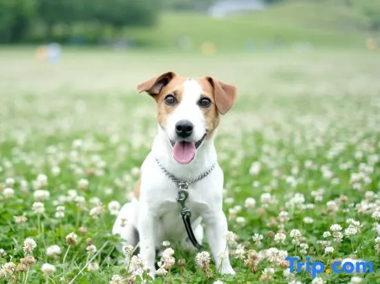 Yururi Hakone with Dogs