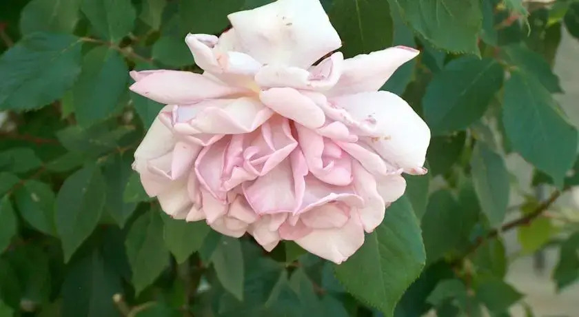 Семеен хотел Юлиан