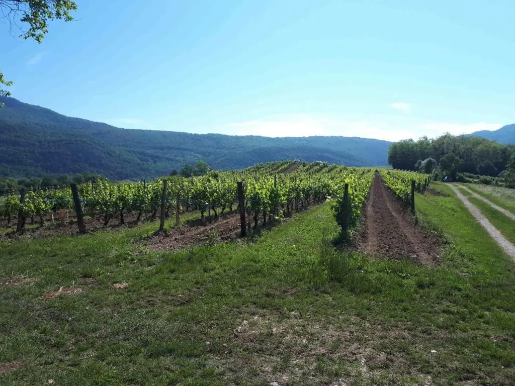 Gîte entre Vignes et Montagne