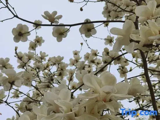 Wo lin  Shan Jun Jing Pin Min She