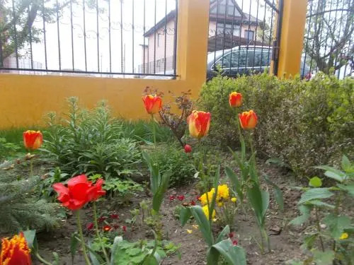 Vila Ciobanel