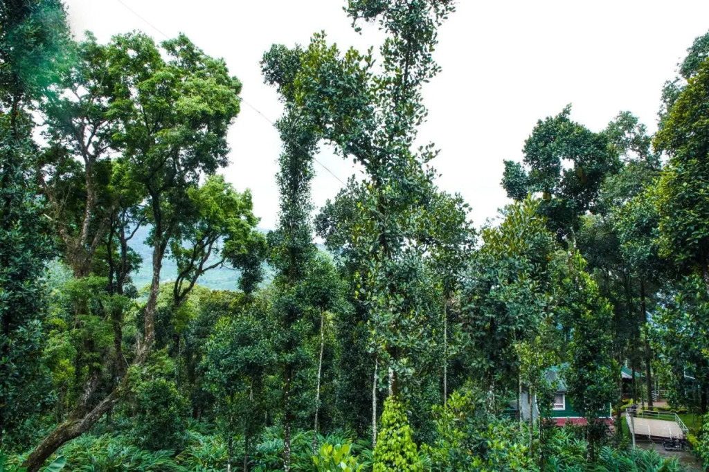 Tree Blanche Resort Munnar