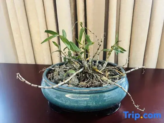 Tiantai Tahou Academy Homestay