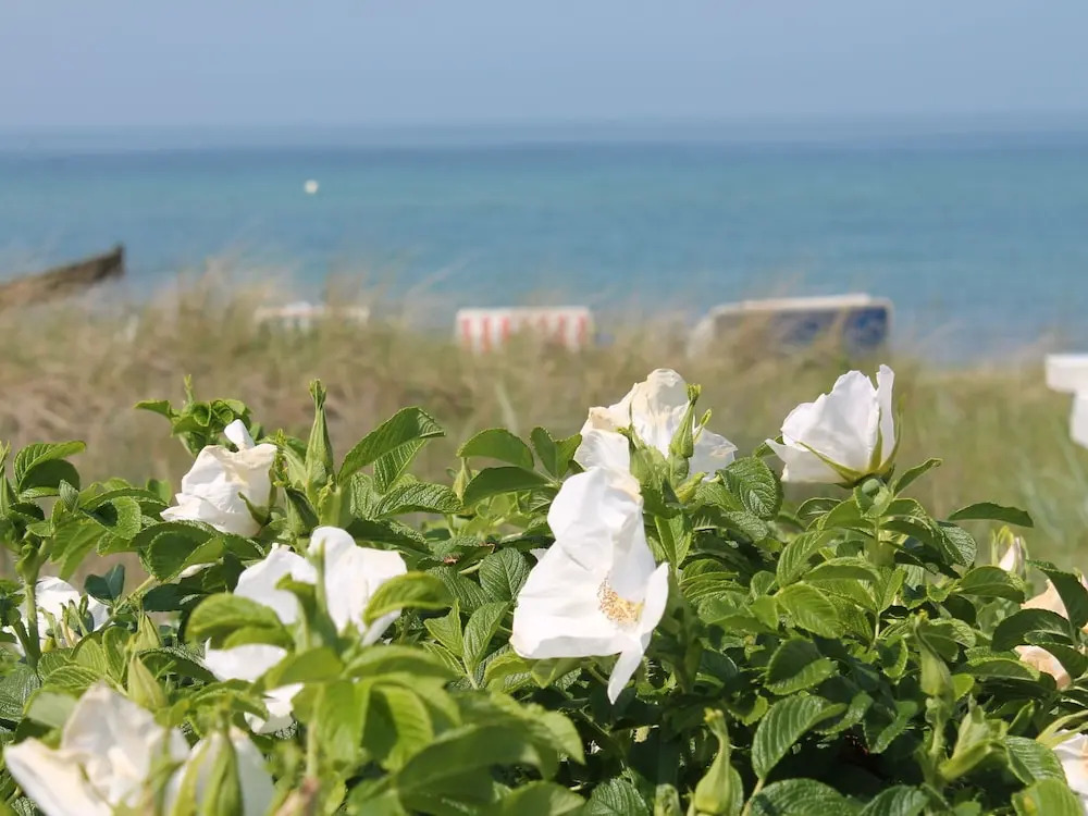 Comfortable Apartment in Mecklenburg-cispomerania Near Beach