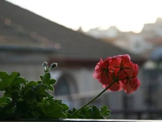 Simsim Guesthouse