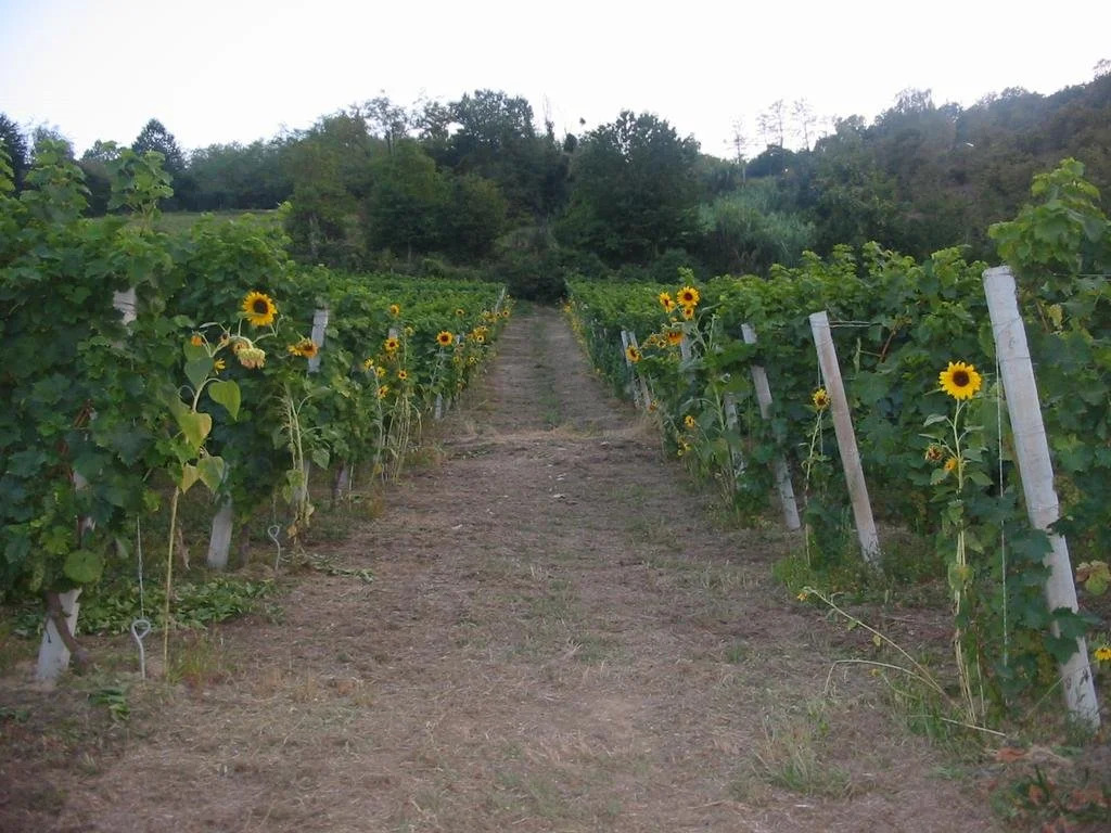 Agriturismo Brusalino