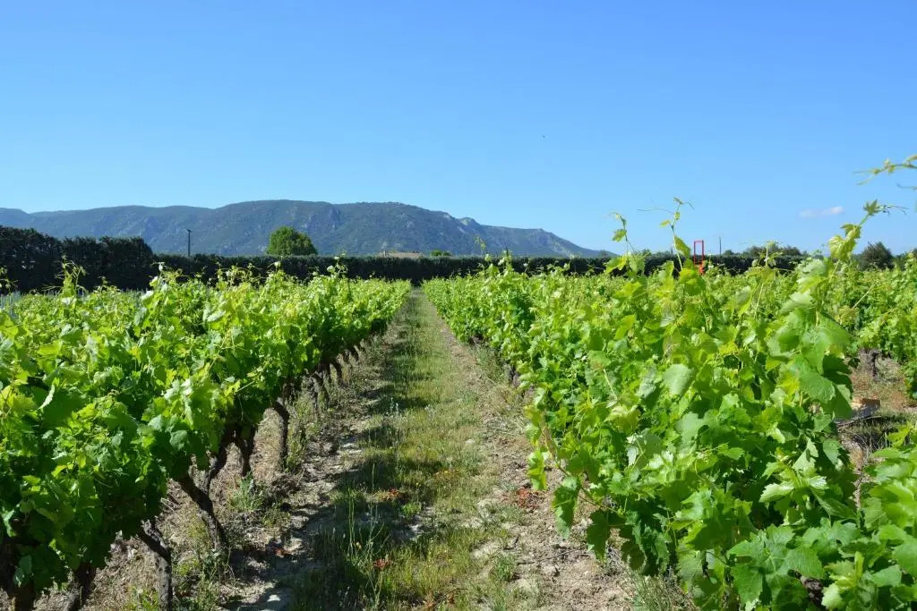 Domaine des Peyre