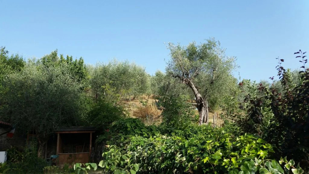 Poggio Oliva