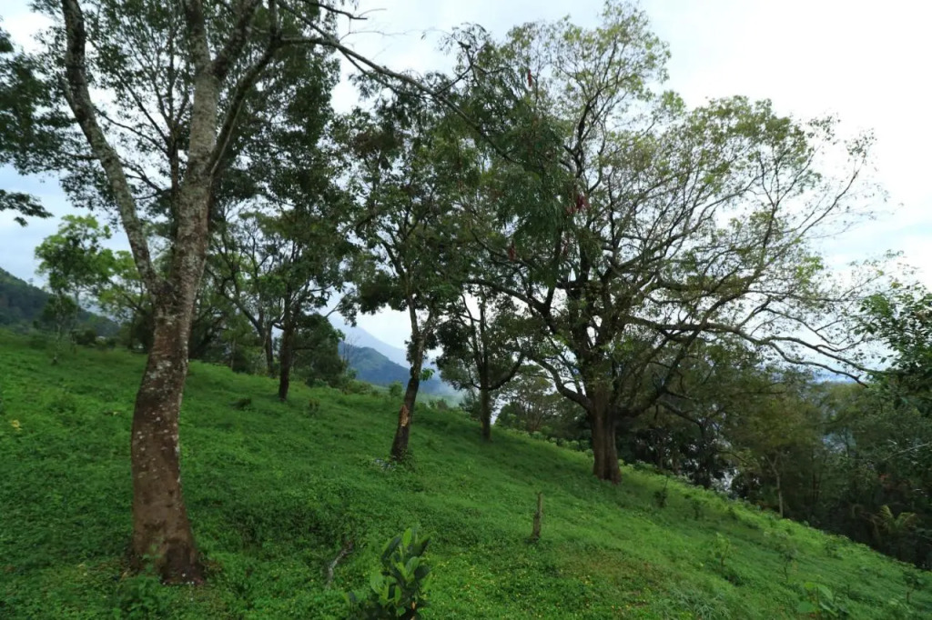 Ambady Estate