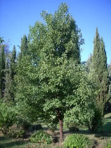 Marrucheto
