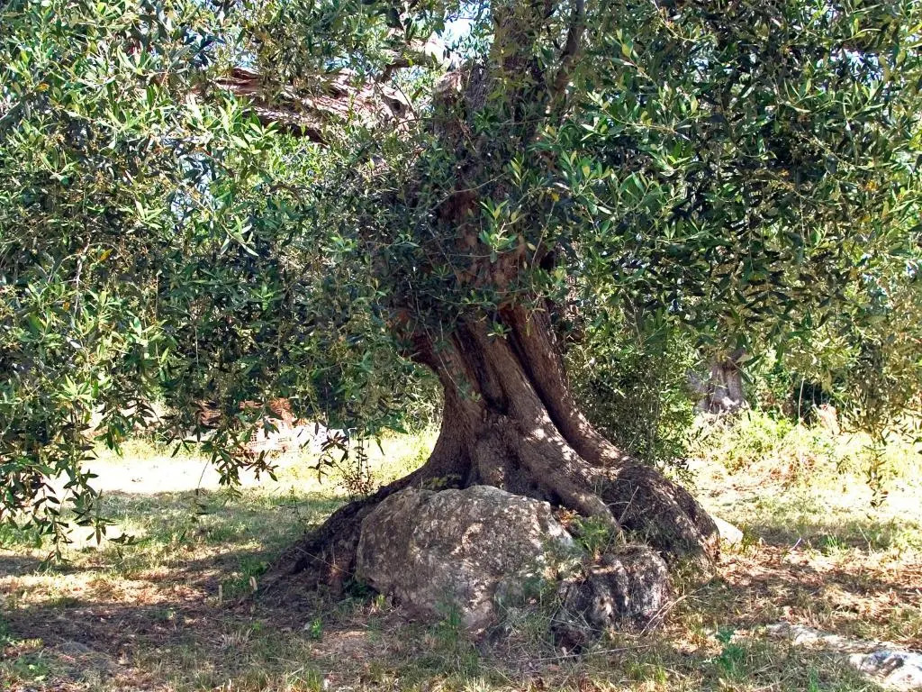 Casa del Lecceto