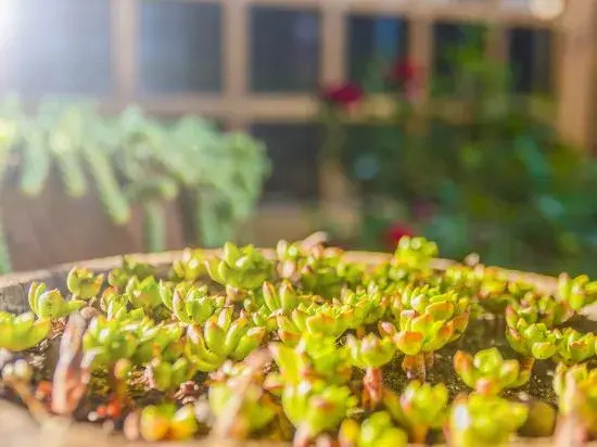 Lijiang Huazizai Premium Garden Inn