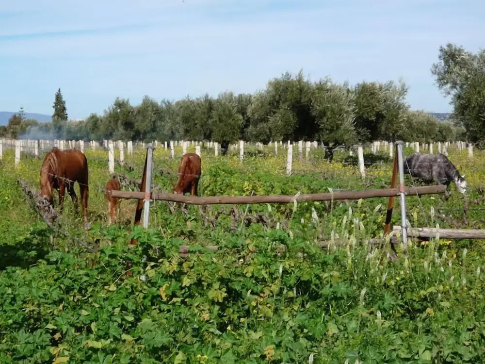 Ryad des Vignes