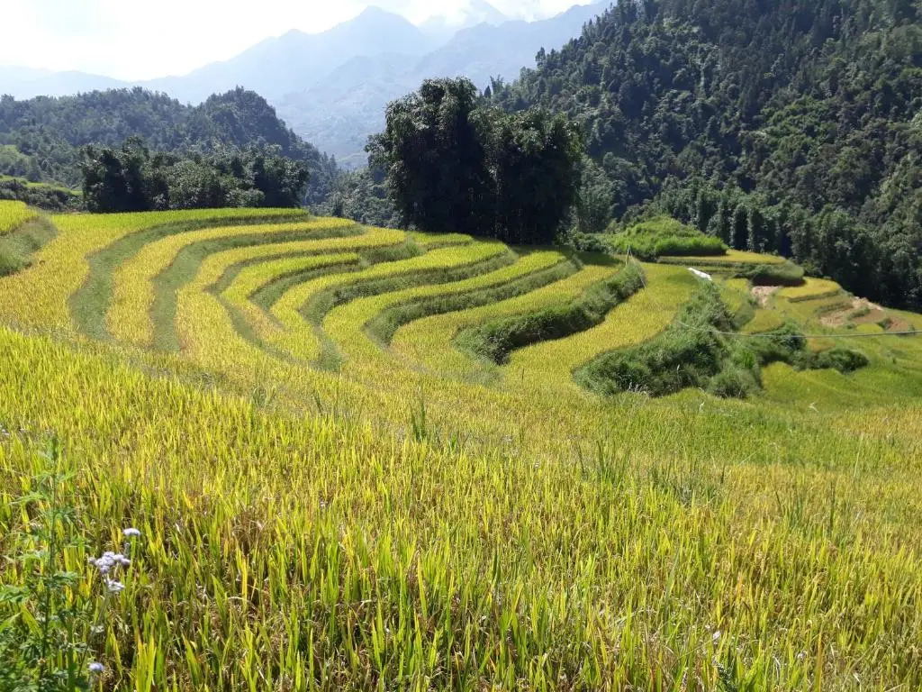 SaPa Farmer House