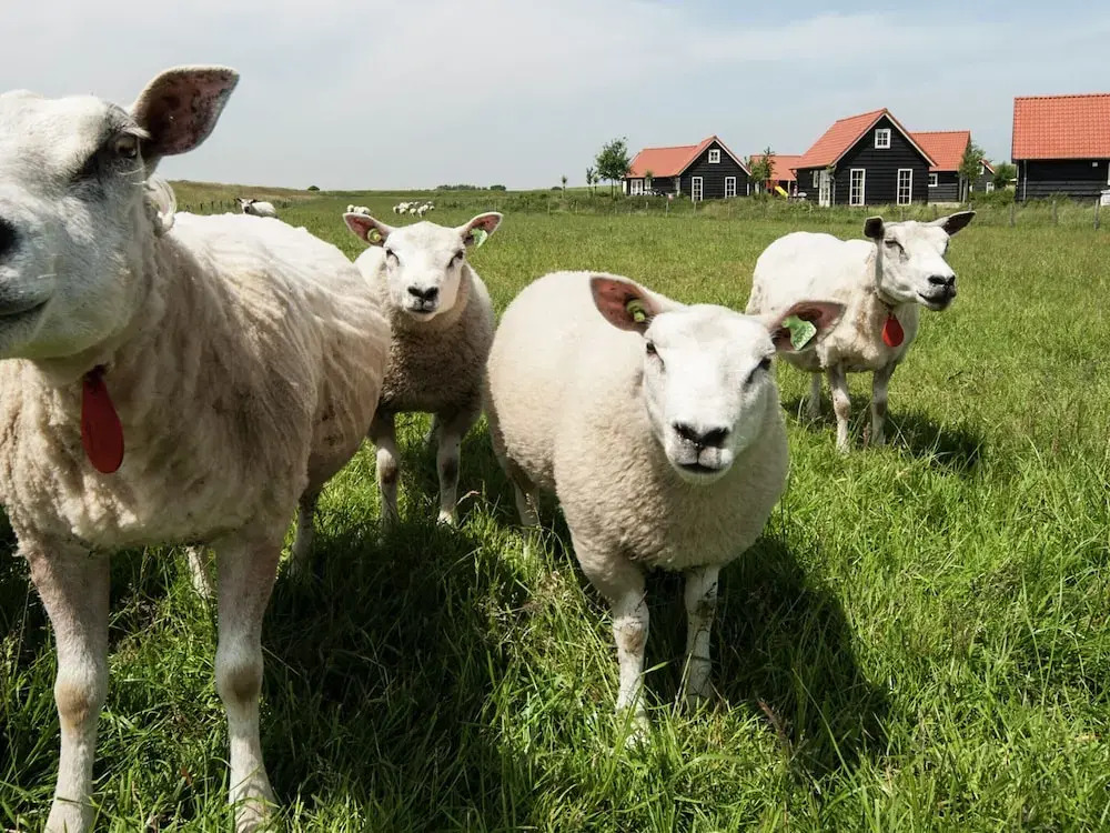Holiday Home With Three Bedrooms, in Zeeland