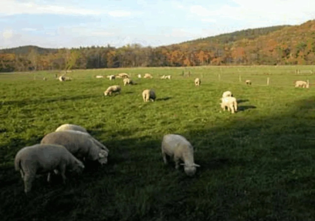 Yorkshire Farm
