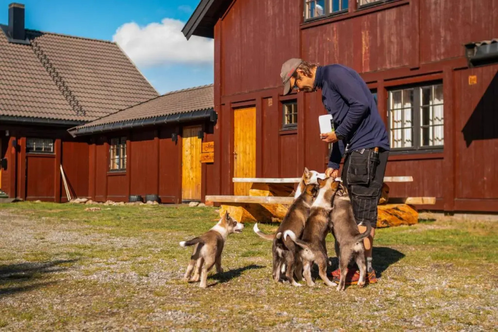 Jotunheimen Husky Lodge