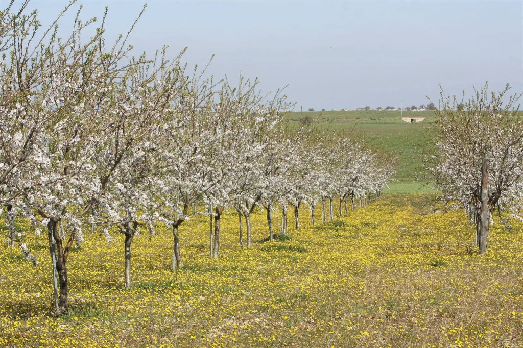 Masseria Torre Di Nebbia