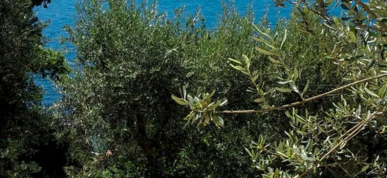 Villa Dafne Gulf Views Pool and Guest Services by Feeling Italy