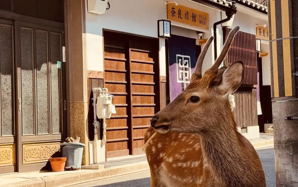Nara-Ryokan  Villa West