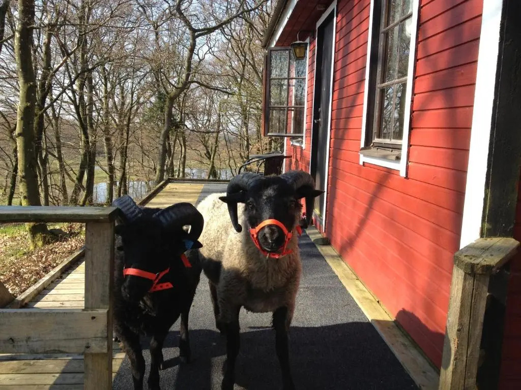 Farm Stay Happy Dogs Ranch