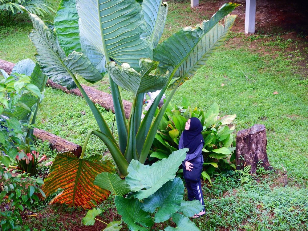 Kawag Nature Lodge