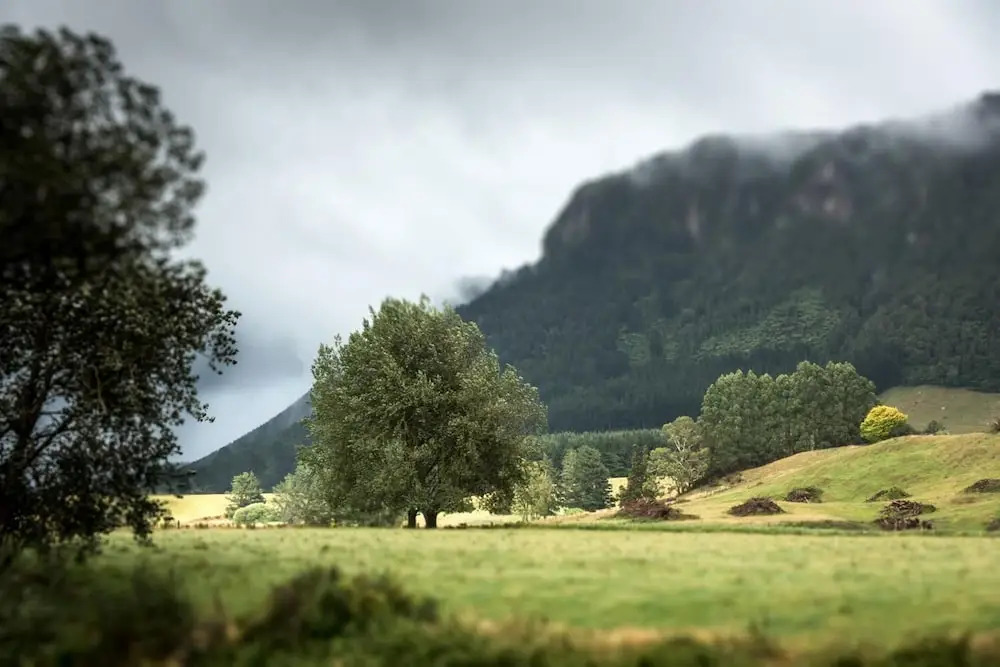 Astelia Lodge