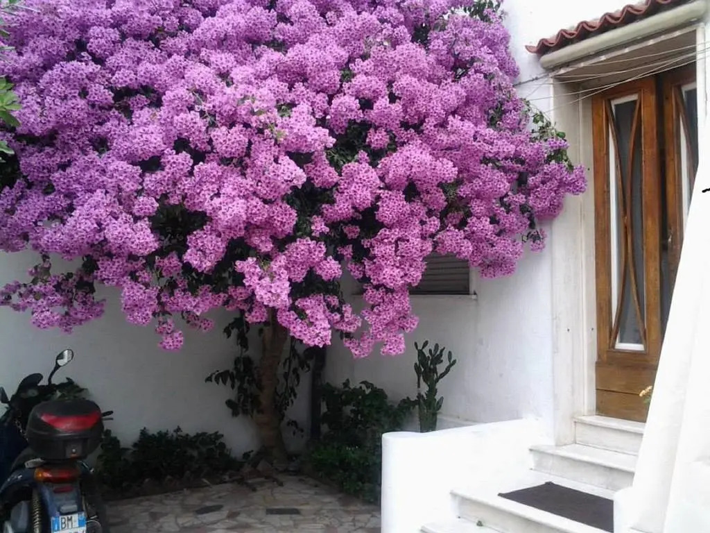 Villa Lea