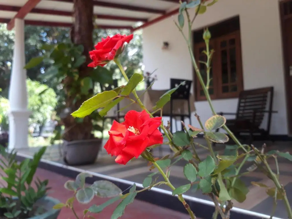 Danara Homestay