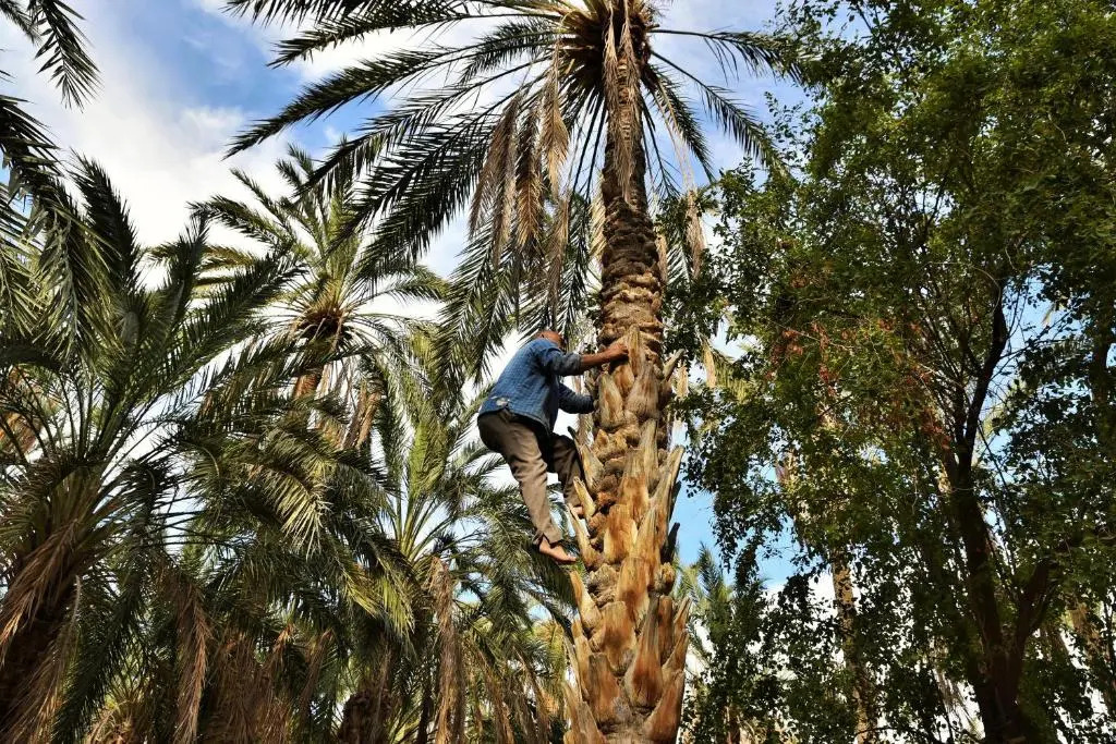 Dar Ezzahra