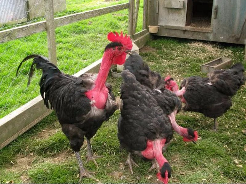 Wings Wildlife Park