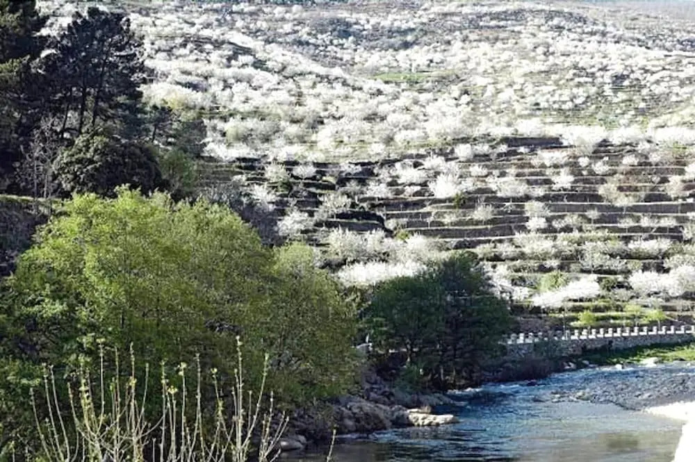 El Castaño Centenario