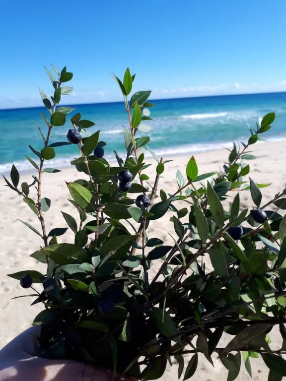 House With one Bedroom in Muravera, With Wonderful sea View and Enclosed Garden Near the Beach