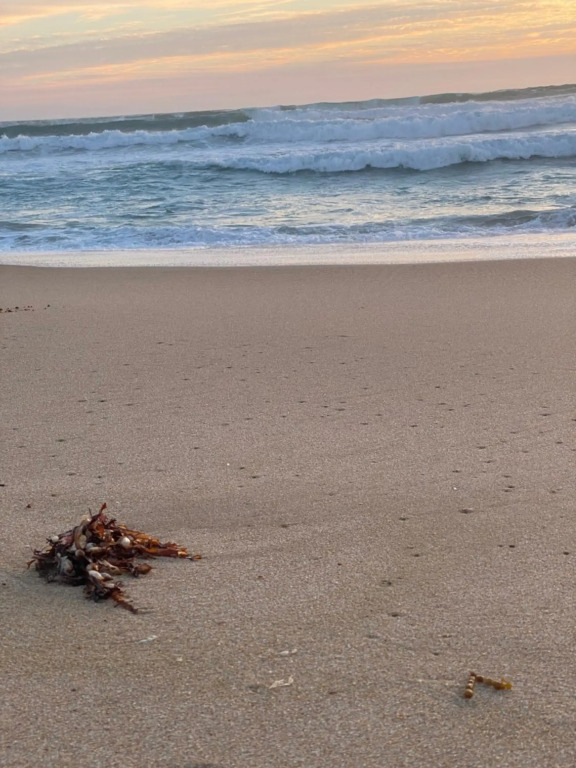 Beach Haven on Teal
