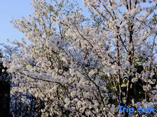 Blossom House Suzhou shushan