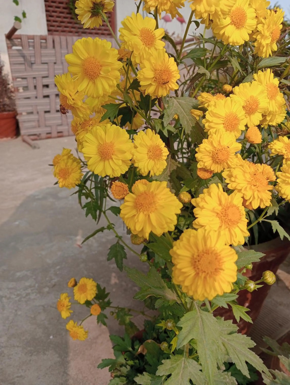 Jaipur Marigold Homestay