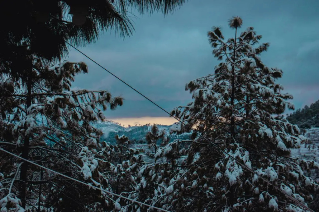 THEHIMALAYANLIVING WHISTLING PINES