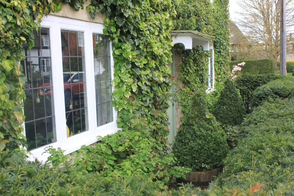 IVY COTTAGE B and B