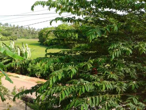 Green View Guest