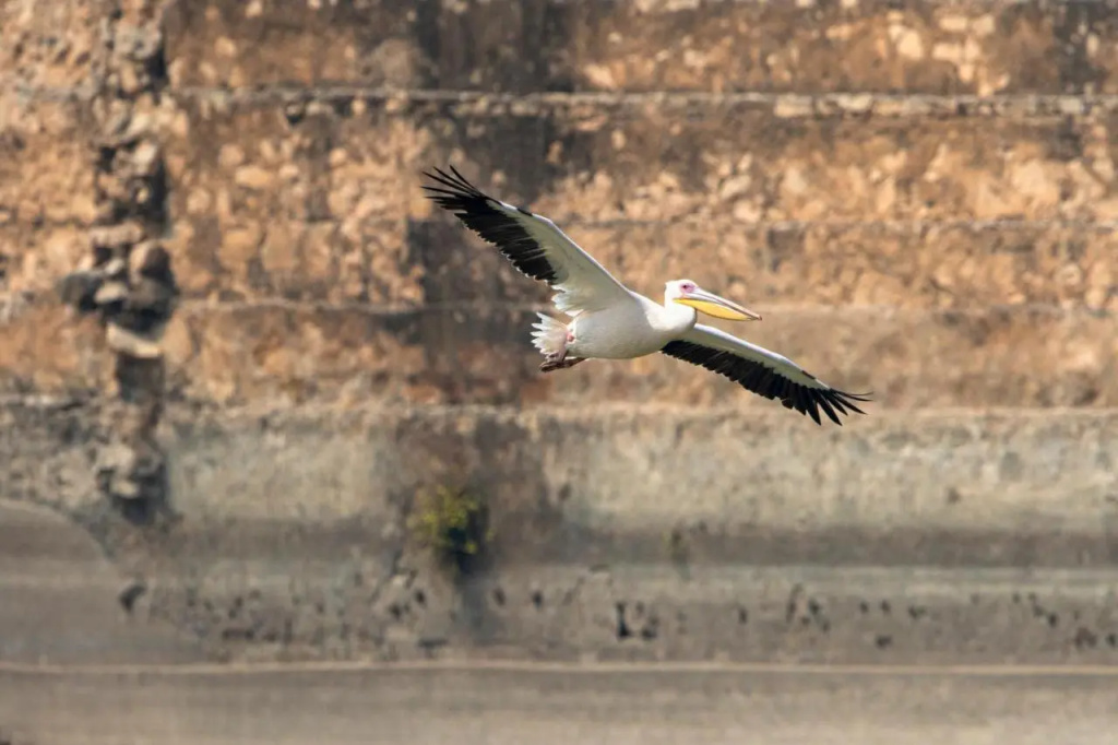 RAAS Chhatrasagar
