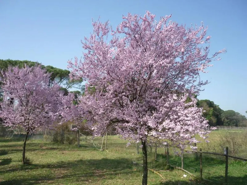 Ostello La Sterpaia