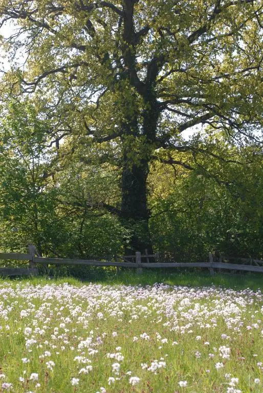 Ferienhaus Uklei