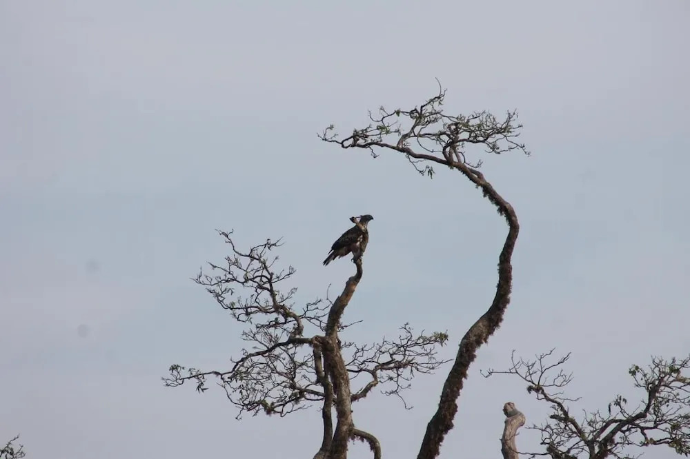 Viveka Inn Guest and Yala Safari