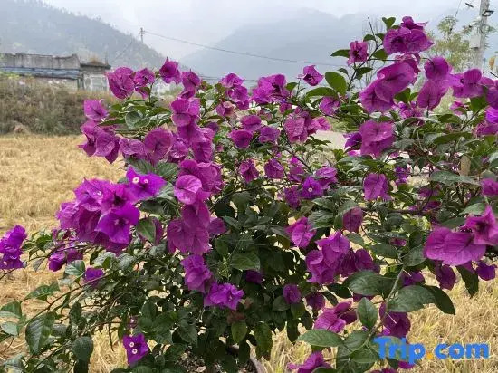 Tiantai Xishangyin Homestay (Tiantai Mountain Grand Waterfall)