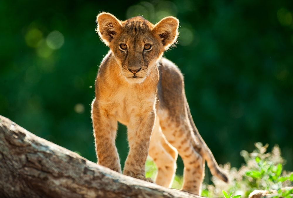 Kolokolo Safari Home – Mashatu Game Reserve