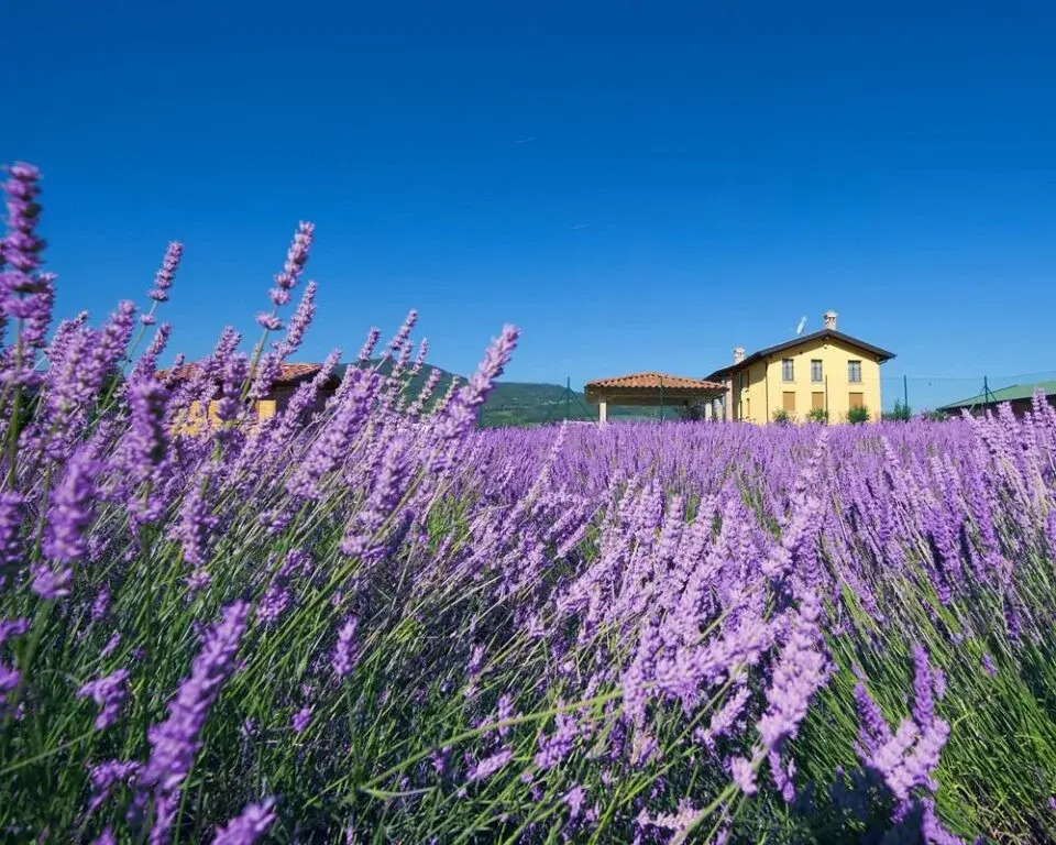 Agriturismo Ca Bacchetta
